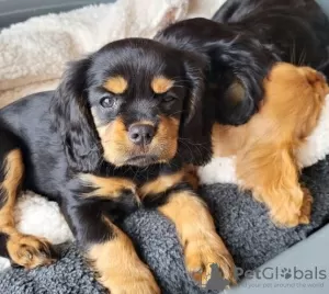 Photo №2 de l'annonce № 36098 de la vente cavalier king charles spaniel - acheter à Lituanie annonce privée