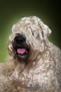 Photo №2 de l'annonce № 9722 de la vente chien bâtard - acheter à Fédération de Russie éleveur