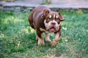 Photos supplémentaires: Chiots American Bully à vendre