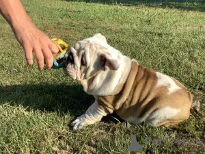 Photos supplémentaires: Belle fille, bouledogue anglais, chiot