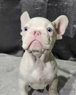 Photo №4. Je vais vendre bouledogue en ville de Shreveport.  - prix - négocié