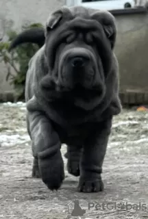 Photo №2 de l'annonce № 88677 de la vente shar pei - acheter à Pologne annonce privée