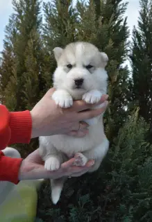 Photo №3. Les chiots Husky de Sibérie sont offerts pour réserver. Fédération de Russie