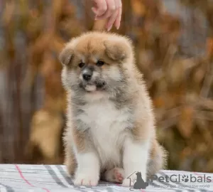 Photos supplémentaires: Chiots japonais Akita Inu