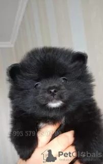 Photos supplémentaires: Chiots Spitz de Poméranie, mini boo.