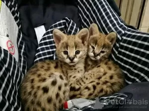 Photo №3. Tren serval cattunge pour l'adoption et la savane f1 catt jusqu'aux salgs. Norvège