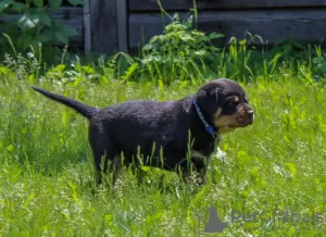 Photo №4. Je vais vendre rottweiler en ville de Калинковичи. de la fourrière - prix - 1000€