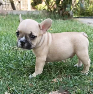 Photo №1. bouledogue - à vendre en ville de Paris | Gratuit | Annonce №17014