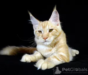 Photo №1. maine coon - à vendre en ville de Tolyatti | 278€ | Annonce № 7742