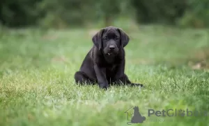 Photo №1. labrador retriever - à vendre en ville de Baranovichi | négocié | Annonce №11677