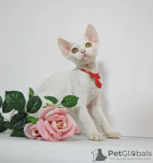 Photo №2 de l'annonce № 44549 de la vente devon rex - acheter à Fédération de Russie éleveur