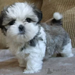 Photo №1. shih tzu - à vendre en ville de Фокино | 300€ | Annonce №111503