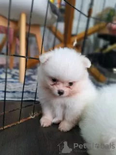 Photo №4. Je vais vendre spitz nain en ville de Sydney.  - prix - 331€