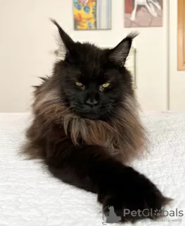 Photo №1. maine coon - à vendre en ville de Berlin | 800€ | Annonce № 104581