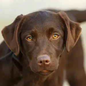 Photos supplémentaires: Chiots Labrador Retriever