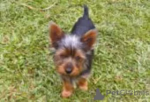 Photo №3. Chiots Silky Terrier à vendre. Allemagne