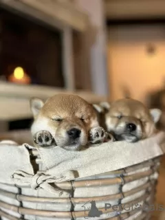 Photos supplémentaires: Chiots Shiba Inu