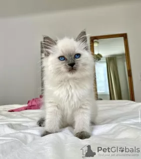 Photo №1. ragdoll - à vendre en ville de New york | 379€ | Annonce № 102887