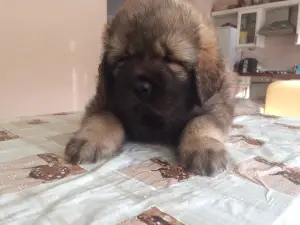 Photos supplémentaires: Nous vendons des chiots du dogue tibétain.