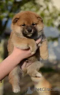 Photo №1. shiba - à vendre en ville de Minsk | négocié | Annonce №81238