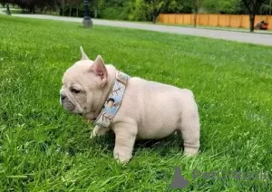 Photo №1. bouledogue - à vendre en ville de Bruxelles | négocié | Annonce №82168