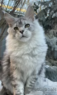 Photo №1. maine coon - à vendre en ville de Taganrog | 370€ | Annonce № 36951