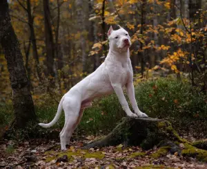 Photo №4. Je vais vendre american pit bull terrier en ville de Saint-Pétersbourg. éleveur - prix - 644€