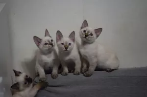 Photos supplémentaires: Derniers chatons du champion du monde Leonardo Sanchitos