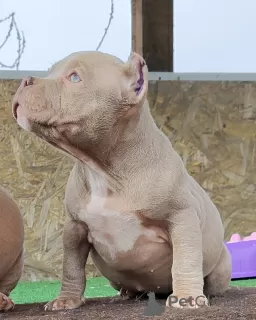 Photo №2 de l'annonce № 99365 de la vente american bully - acheter à Fédération de Russie annonce privée