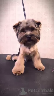 Photo №2 de l'annonce № 97740 de la vente yorkshire terrier - acheter à Allemagne annonce privée