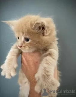 Photos supplémentaires: Magnifique chaton tigré/maine coon