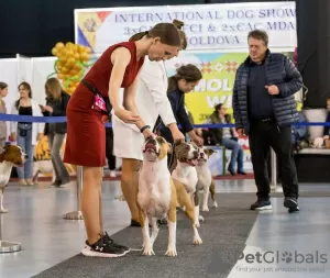 Photos supplémentaires: Réserve ouverte pour les chiots cool d'Amstaff