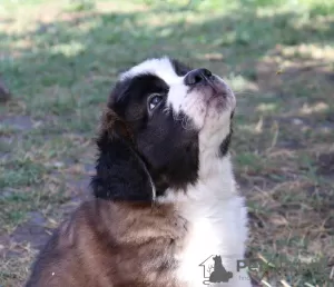 Photos supplémentaires: Chiots de classe d'exposition Saint-Bernard