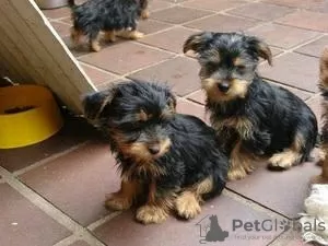 Photo №1. yorkshire terrier - à vendre en ville de Флорида Сити | Gratuit | Annonce №11722