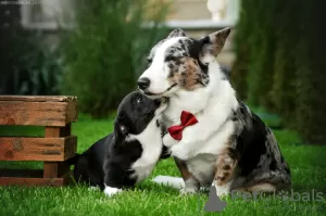 Photos supplémentaires: Chiots Welsh Corgi Cardigan