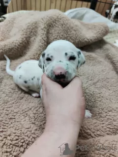 Photos supplémentaires: Superbes chiots Dalmatien taches noires ou hépatiques