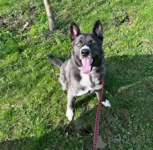 Photo №3. Le beau husky métis Cosmos est à la recherche d'un foyer !. Fédération de Russie