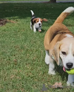 Photos supplémentaires: Beaux chiots Beagle