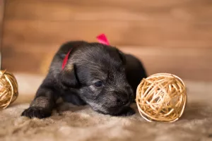 Photos supplémentaires: Des chiots Mittelschnauzer sont proposés, très beaux, mignons et ludiques)