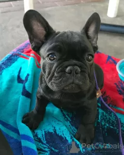 Photo №4. Je vais vendre bouledogue en ville de Гамбург. annonce privée - prix - 404€