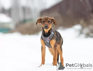 Photo №1. chien bâtard - à vendre en ville de Москва | Gratuit | Annonce №128082