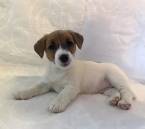 Photo №2 de l'annonce № 5993 de la vente jack russell terrier - acheter à Fédération de Russie éleveur