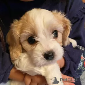 Photo №2 de l'annonce № 18618 de la vente cavalier king charles spaniel - acheter à Belgique annonce privée