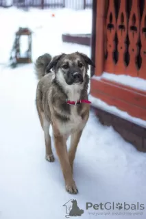 Photos supplémentaires: Douce beauté Olivia cherche un foyer !