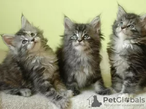 Photo №1. maine coon - à vendre en ville de Gold Coast | Gratuit | Annonce № 99069