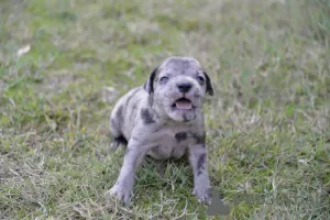 Photos supplémentaires: chiots pit-bull