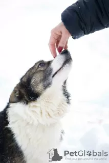 Photos supplémentaires: Merveilleux chien Hanik cherche une maison!