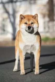 Photos supplémentaires: Chiots Shiba Inu d'un éleveur