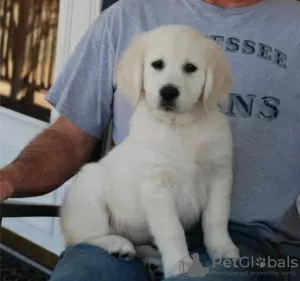 Photo №1. labrador retriever - à vendre en ville de Rome | 350€ | Annonce №110905