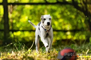 Photos supplémentaires: Magnifique chiot Dart entre de bonnes mains.